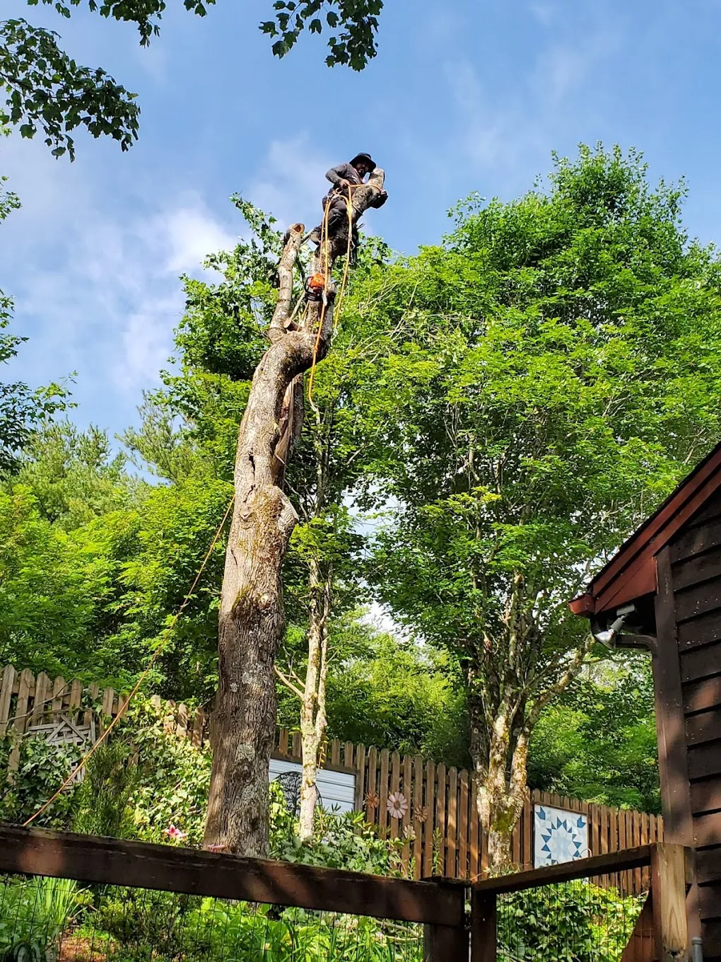 River Birch climber removing a large tree beside a cabin near Boone, NC