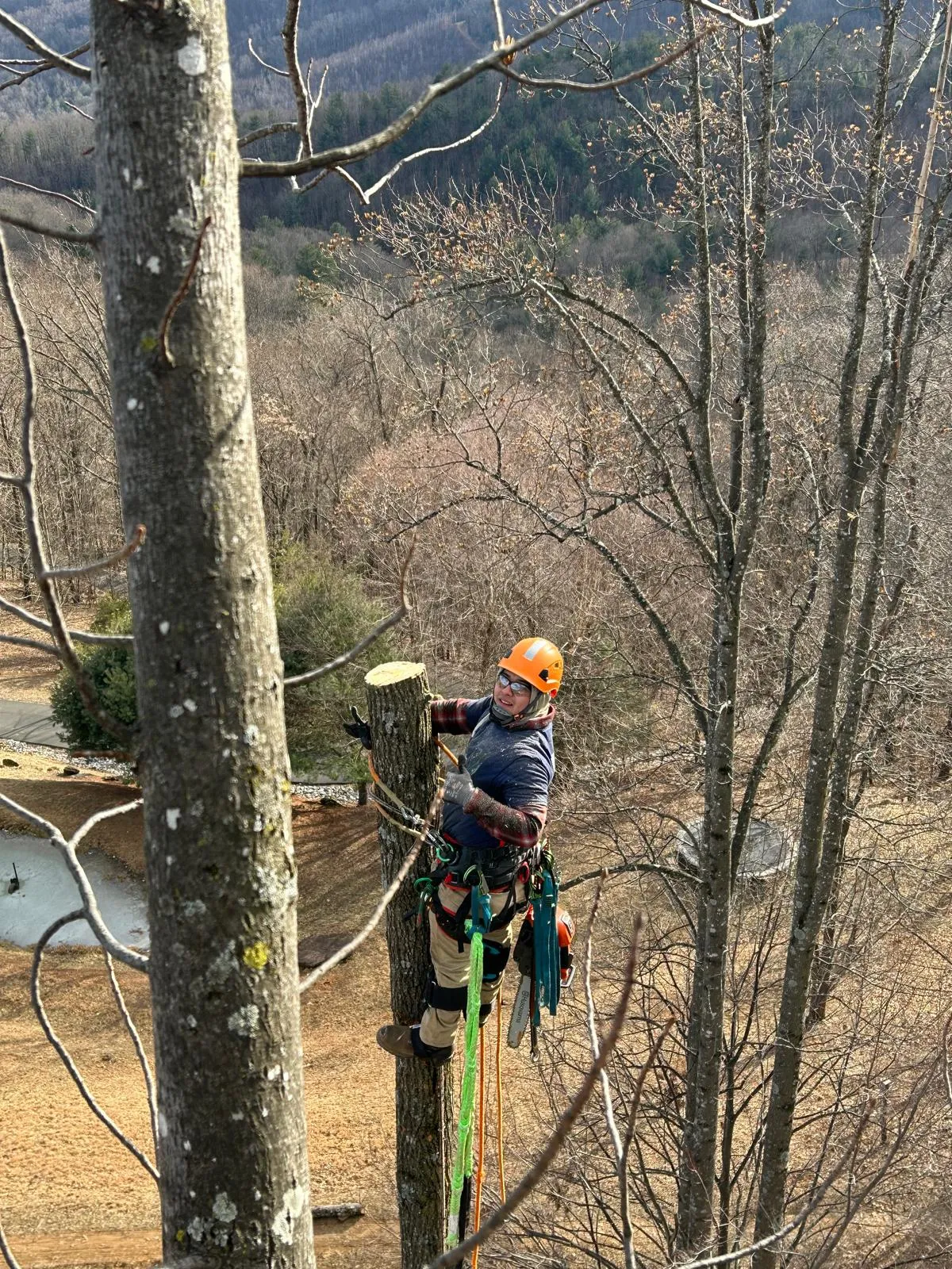 River Birch climber pruning a tall tree with a mountain backdrop near Boone, NC