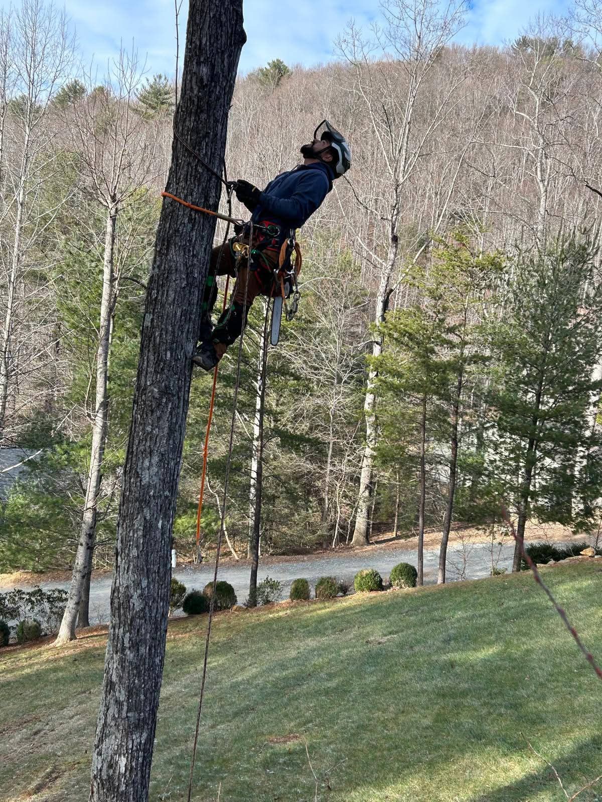 River Birch Tree Service serving Foscoe, NC
