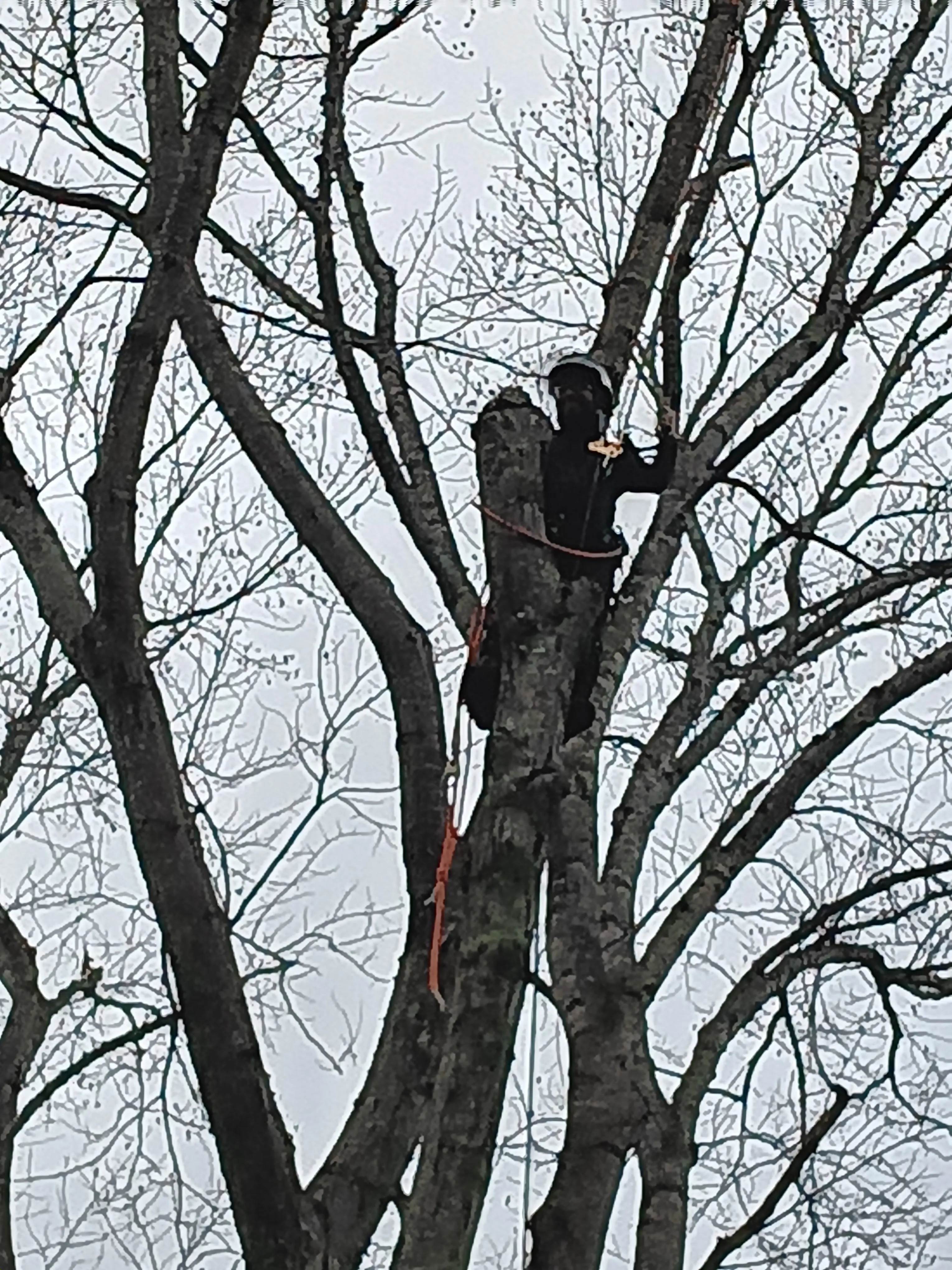 River Birch climber selectively clearing trees to open a mountain view near Blowing Rock, NC